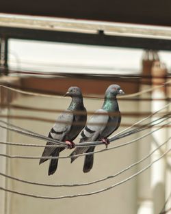 Low angle view of pigeons perching on cable