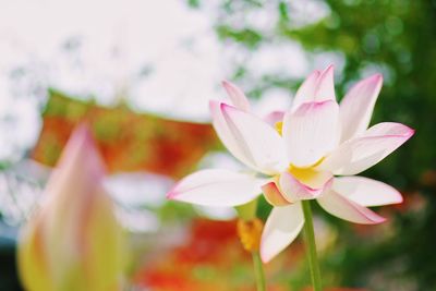 Close-up of flowers