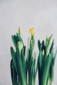 Close-up of flowers against blurred background