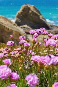 Pale pink flowers of armeria on the turquoise ocean coast close up