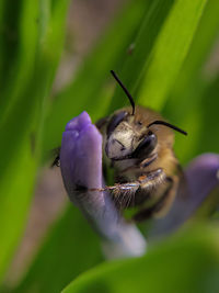Close-up of bee pollinating on purple flower