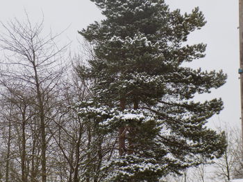 Low angle view of trees against sky in winter