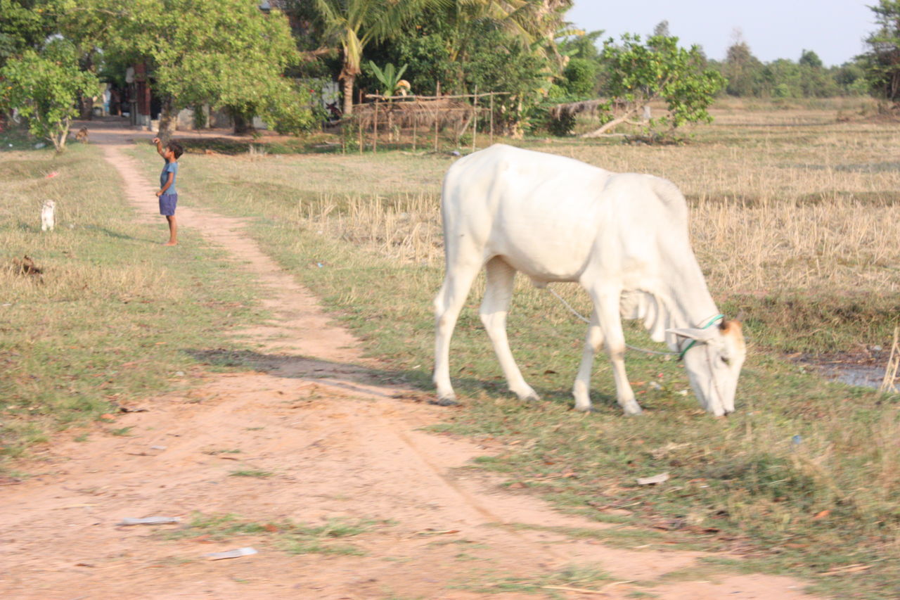 HORSE WALKING ON FIELD BY TREES