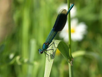 Close-up of damselfly on leaf