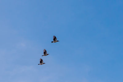 Low angle view of bird flying in sky