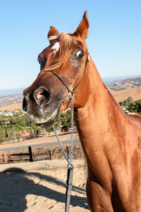 Close-up of horse on landscape against clear sky