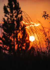 Silhouette trees against sky during sunset