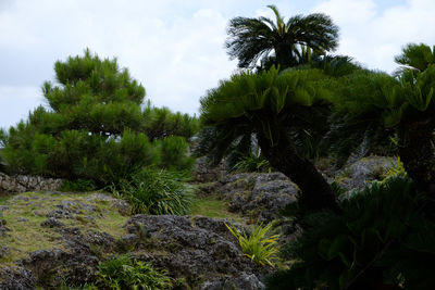 Scenic view of palm trees against sky