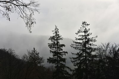Low angle view of silhouette trees against sky during winter
