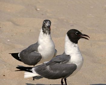 High angle view of birds