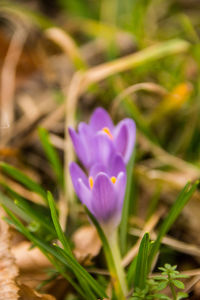 Close-up of purple crocus blooming outdoors