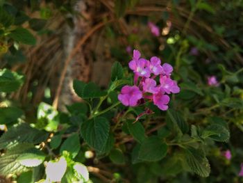 Close-up of pink flowers blooming outdoors