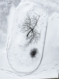 Bare tree on snow covered field