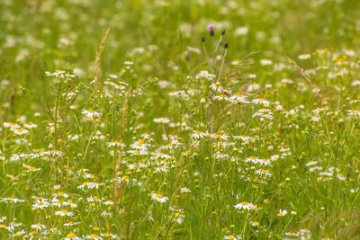 Close-up of flowers growing in field