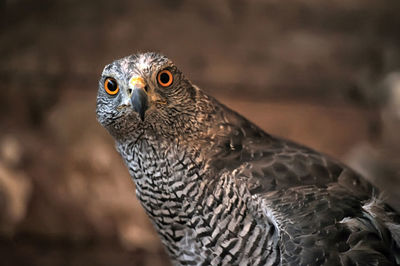 Close-up portrait of owl