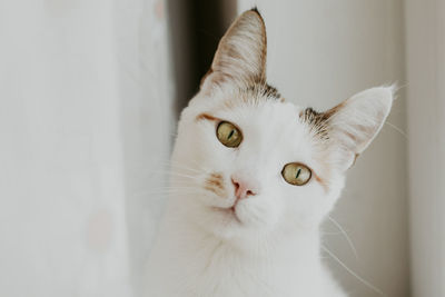 Close-up portrait of a cat