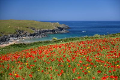 Poppies at polley joke beach cornwall