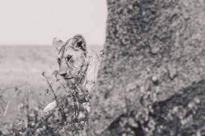 Lion cub on a rock