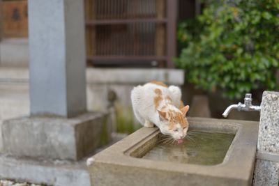 High angle view of cat drinking water from sink
