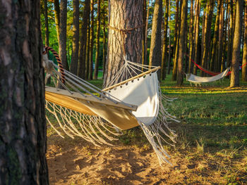 White hammocks hanging between the pine trees in a forest. slow life and outdoor recreation concept