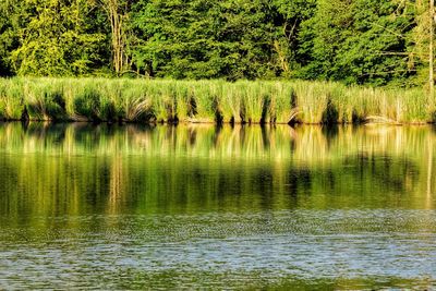 Scenic view of lake in forest