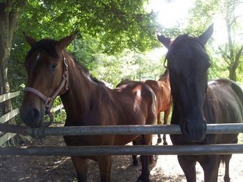 Close-up of two horses