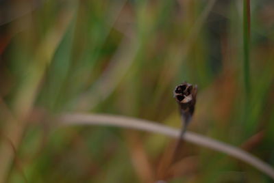 Close-up of a lizard on leaf