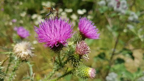 Close-up of pink thistle flowers