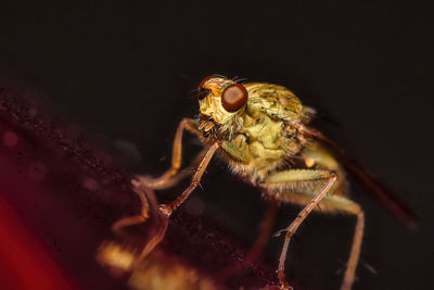 Close-up of spider