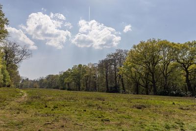 Trees on field against sky