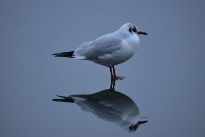 Close-up of seagull perching on pole against sky