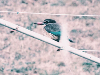 View of bird perching on cable