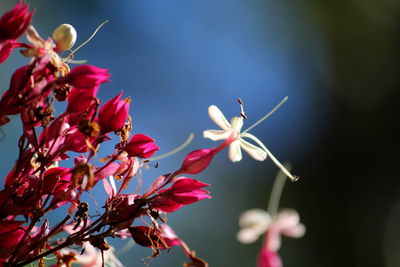 Low angle view of flowers blooming on tree