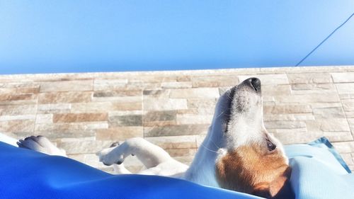 Close-up of dog against blue sky