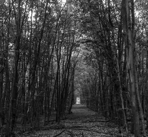 Footpath amidst trees in forest