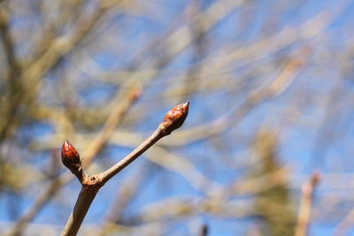 Low angle view of plant against sky