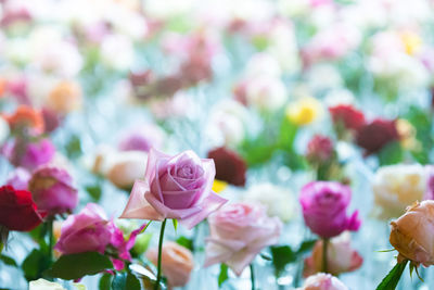 Close-up of pink roses on plant