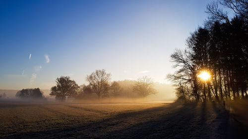 Trees on field against sky during sunset