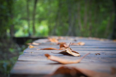 Close-up of autumn leaves on wood in forest