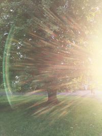 Sun shining through trees