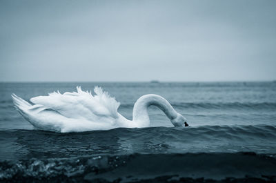 Swan in sea against sky