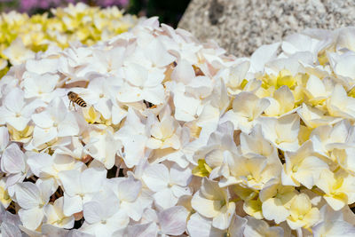 Close-up of white flowering plants