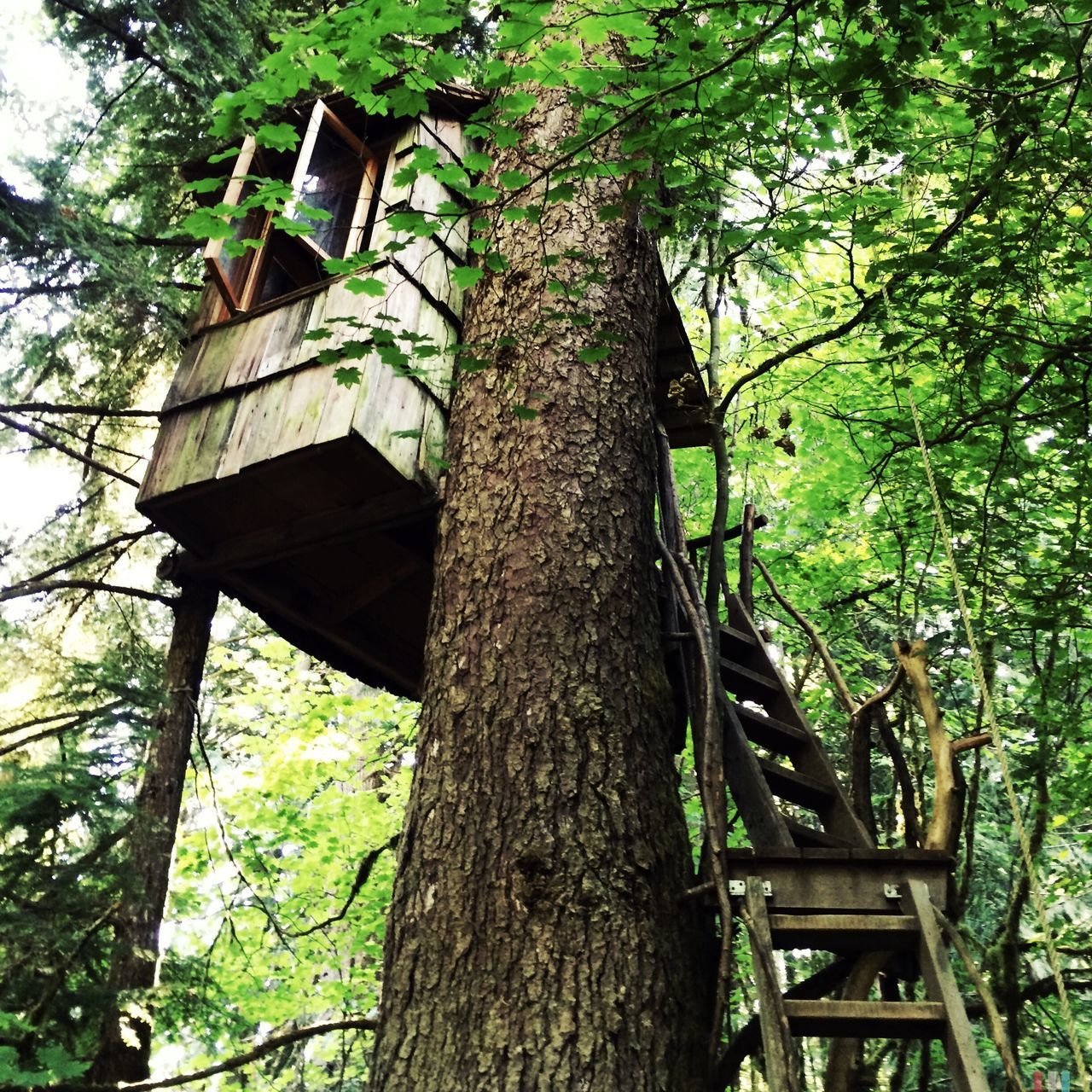 tree, low angle view, tree trunk, built structure, architecture, building exterior, branch, growth, wood - material, old, forest, sky, day, outdoors, abandoned, nature, no people, house, damaged, weathered