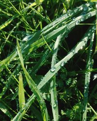 Close-up of wet grass during rainy season