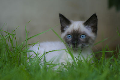 Portrait of cat on grass