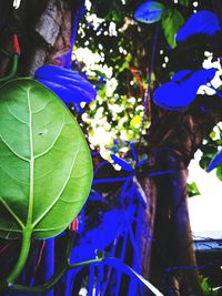 Low angle view of flowers and leaves