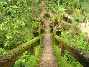 Narrow walkway along trees