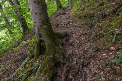 Trees in forest