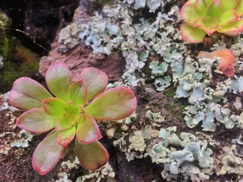Close-up of pink flowering plant