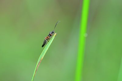 Close-up of insect on grass